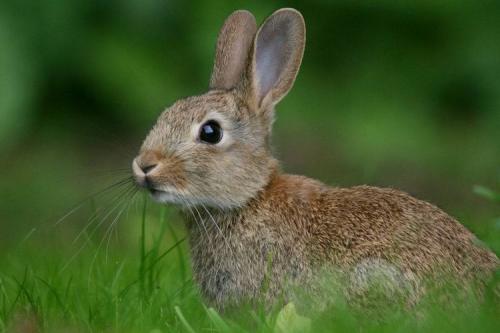 20 загадок про животных. Для младших школьников