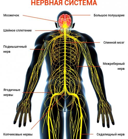 Панические атаки при грудном остеохондрозе. Причины панических атак при шейном остеохондрозе 02 Панические атаки при грудном остеохондрозе. Причины панических атак при шейном остеохондрозе 02