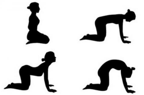 Поза кошки. Марджариасана — поза кошки в йоге