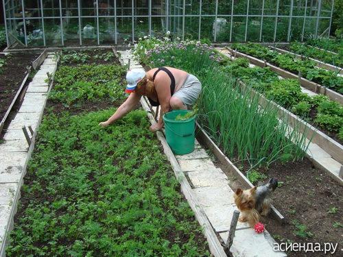 Умные Советы для дачников и огородников. Оригинальные советы огороднику. Часть 1