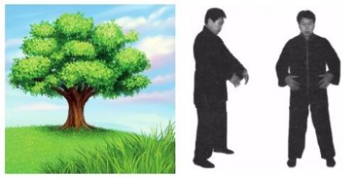 Большое Дерево Цигун. Упражнение Большое дерево. Цигун.