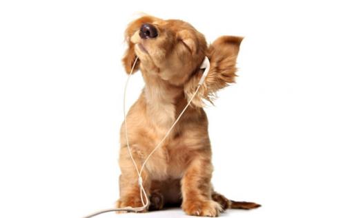 Благотворное влияние музыки на умственную деятельность человека. Воздействие музыки на организм человека