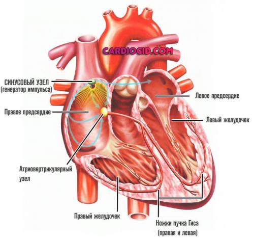 Нейроциркуляторная дистония по смешанному типу, что это такое. Нейроциркуляторная дистония по смешанному типу: что это такое, симптомы, причины и методы лечения