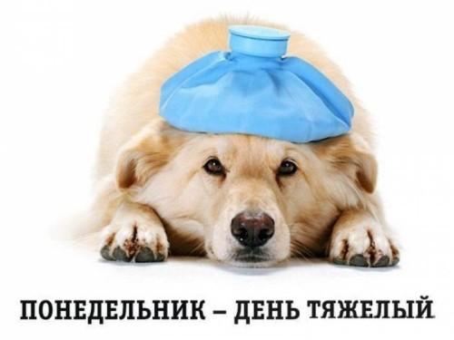 Понедельник урааа. Понедельник, день тяжелый: подборка статусов и цитат про понедельник