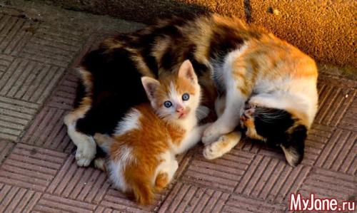 Психологи о любви к животным. Когда любовь к животным становится патологией…