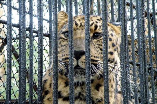 Умереть от страха возможно ли. Можно ли умереть от страха? 03