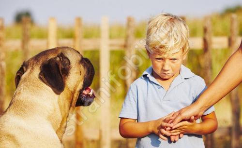 Как называется боязнь собак. Кинофобия - боязнь собак: что делать, чтобы не было страха