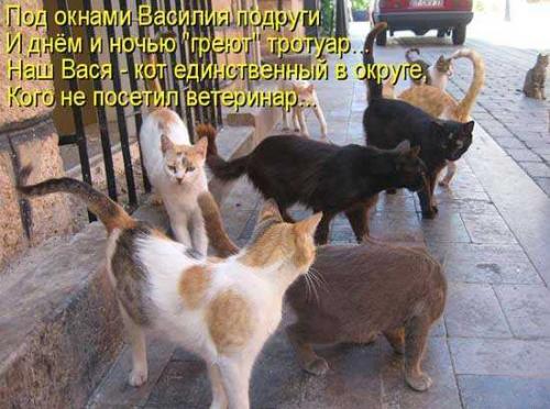 Злые люди бедной кошке не дают украсть сосиски стих. Смешные стихи про котиков