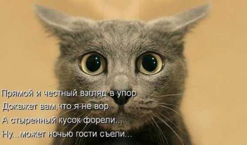 Злые люди бедной кошке не дают украсть сосиски стих. Смешные стихи про котиков