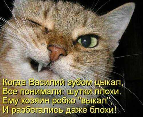 Злые люди бедной кошке не дают украсть сосиски стих. Смешные стихи про котиков