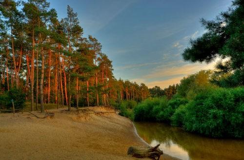 Деревья лекари доноры и вампиры. Деревья доноры список