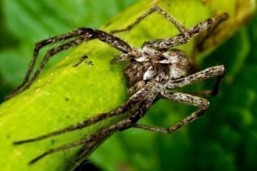 Боязнь насекомых психосоматика. Инсектофобия или энтомофобия — боязнь перед насекомыми