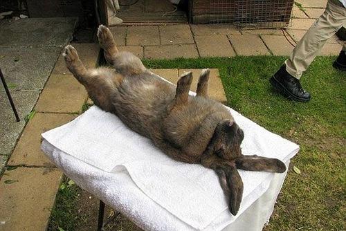 Как загипнотизировать кота. Гипноз кошек и животных