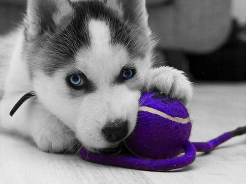 Как правильно воспитывать щенка хаски. Как воспитывать и дрессировать хаски правильно