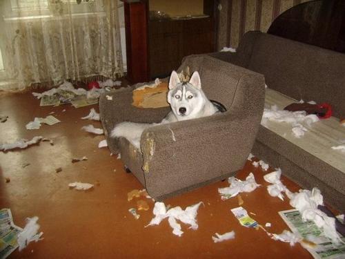 Как правильно воспитывать щенка хаски. Как воспитывать и дрессировать хаски правильно