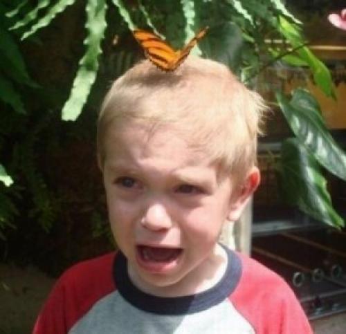 Инсектофобия, что это такое. Инсектофобия