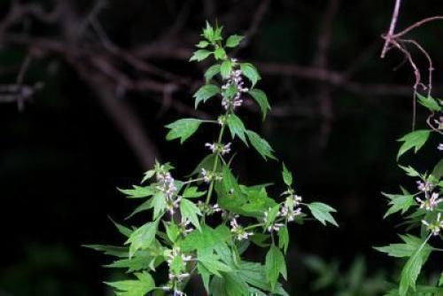 Препараты от тревоги и страха без рецептов. Седативные таблетки без рецептов