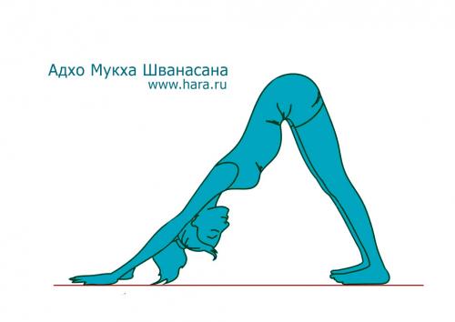 Адхо-мукха Шванасана Перевод. Адхо Мукха Шванасана