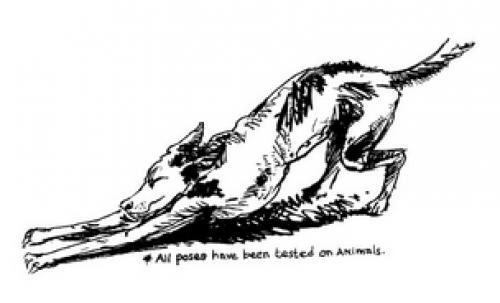 Адхо-мукха Шванасана техника выполнения. О чем собака рассказала? Тонкости выполнения Адхо-мукха Шванасаны