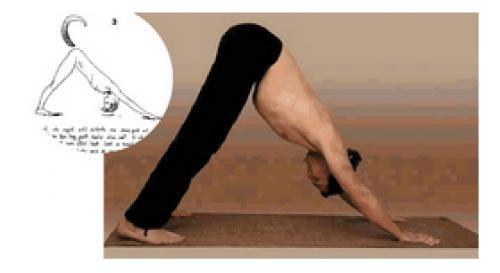 Адхо-мукха Шванасана техника выполнения. О чем собака рассказала? Тонкости выполнения Адхо-мукха Шванасаны