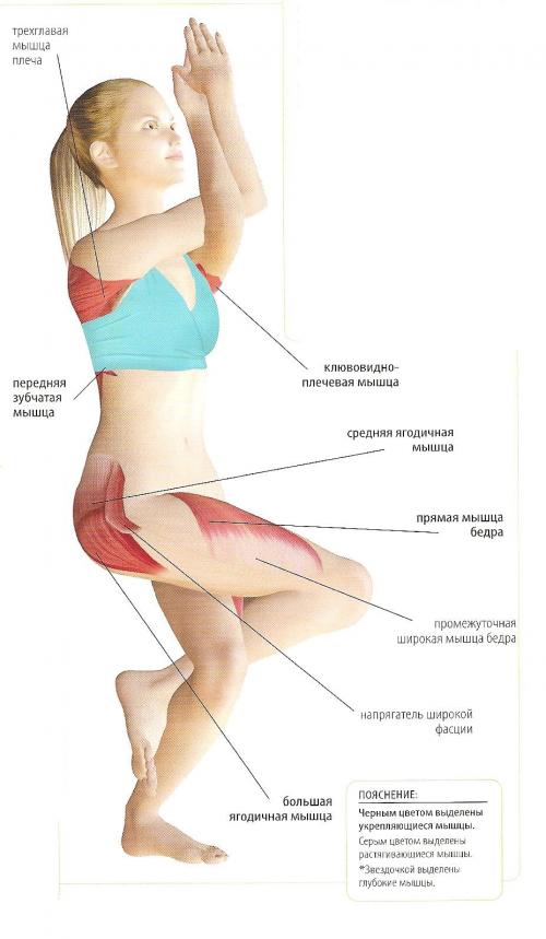 Уткатасана техника. Асана уткатасана. Поза стул в йоге