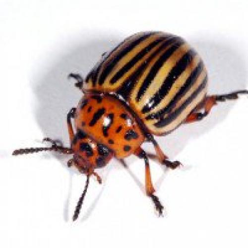 Эффект Люцифера. Эффект Люцифера.