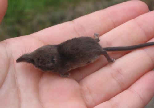 Самое тяжелое в мире. Какое животное самое тяжелое, а какое - самое легкое