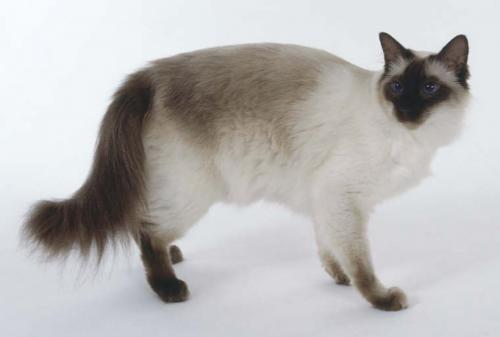 Самое тяжелое в мире. Какое животное самое тяжелое, а какое - самое легкое