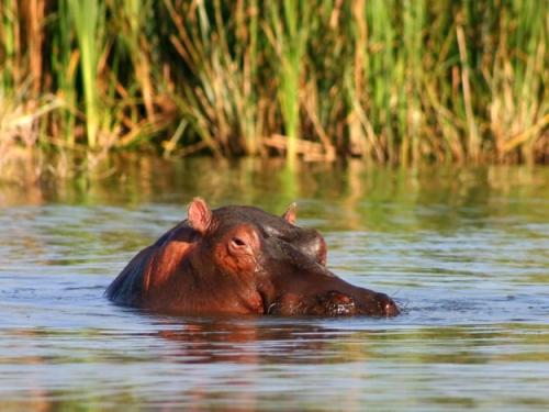 Самое тяжелое в мире. Какое животное самое тяжелое, а какое - самое легкое