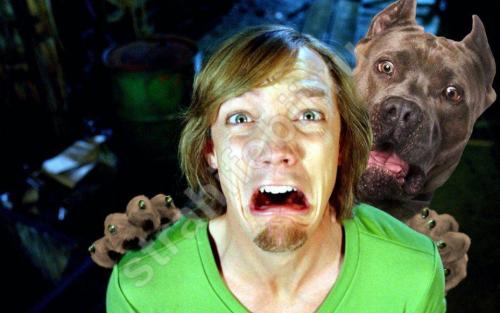 Фобия боязнь собак. Кинофобия - боязнь собак: что делать, чтобы не было страха