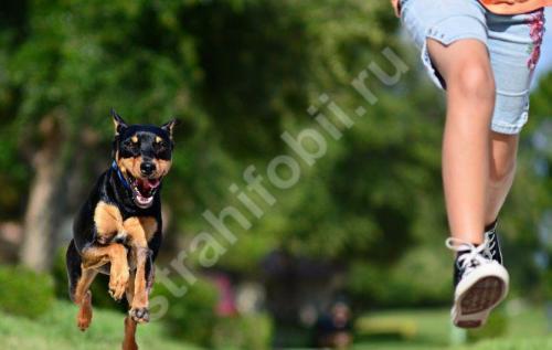 Фобия боязнь собак. Кинофобия - боязнь собак: что делать, чтобы не было страха