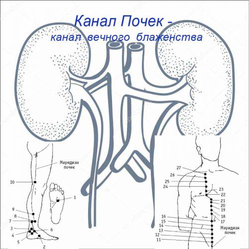 Канал почек точки r3. Меридиан почек — R