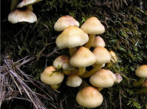 Тест на боязнь клоунов. Тест на выявление различных степеней фобии для самых смелых