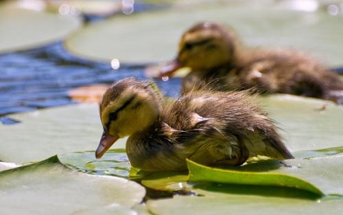 Боязнь птиц, как называется эта фобия. Как бороться с орнитофобией