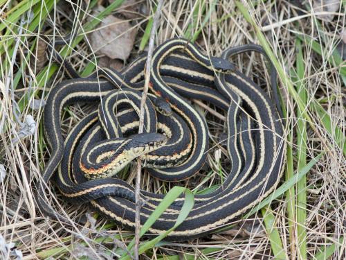 Тест на боязнь клоунов. Тест на выявление различных степеней фобии для самых смелых