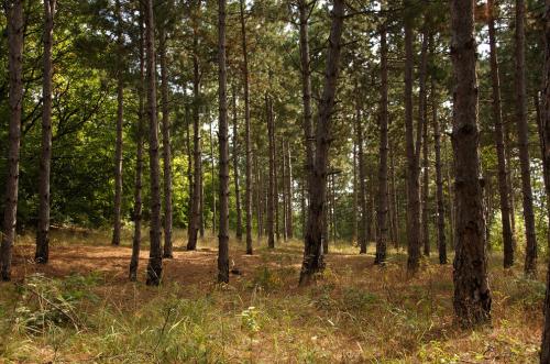 Боязнь клоунов тест. Тест на выявление различных степеней фобии для самых смелых