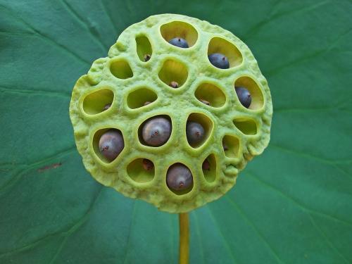 Боязнь клоунов тест. Тест на выявление различных степеней фобии для самых смелых