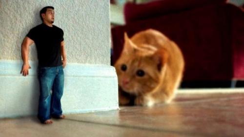 Боязнь птиц, как называется эта фобия. Как называется боязнь животных