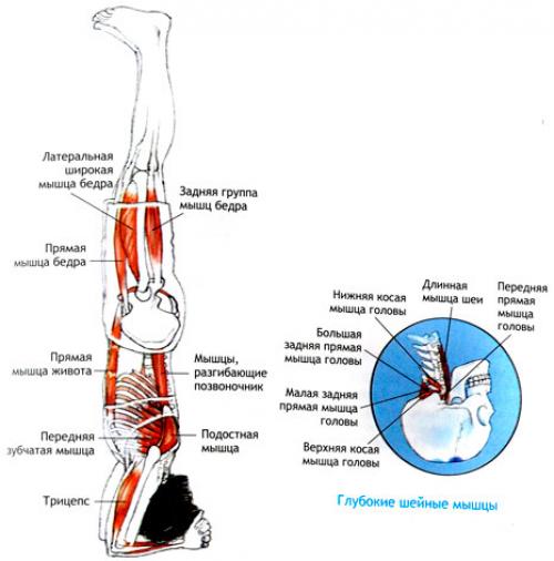 Саламба Ширшасана. 
