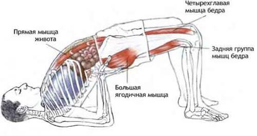 Сету Бандха Сарвангасана с болстером. Сету Бандха Сарвангасана — Поза Моста