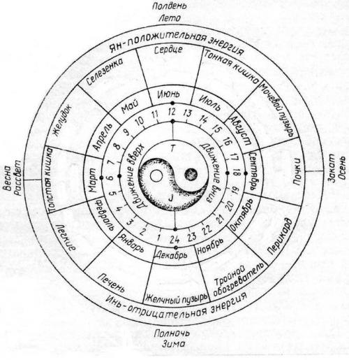 Активность внутренних органов по часам.