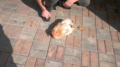 Как загипнотизировать курицу. Магия для каждого: как загипнотизировать курицу