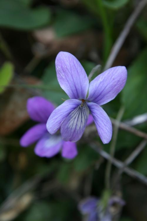 Сиреневый цвет, как получить. Как получить сиреневый цвет