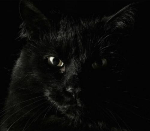 Что значит черный цвет в психологии. Что таит в себе мрак: значение черного цвета в психологии