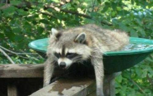 Самые интересные психические расстройства. Редчайшие синдромы и психические расстройства, о которых вы не слышали