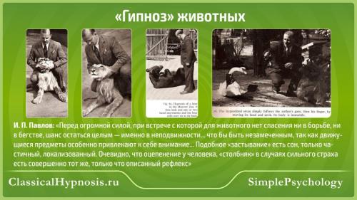 Как загипнотизировать кошку в домашних условиях. Гипноз животных 01 Как загипнотизировать кошку в домашних условиях. Гипноз животных 01