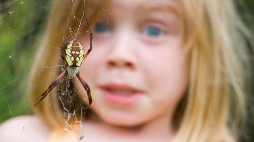 Боязнь насекомых. Как называется боязнь насекомых и методы лечения фобии