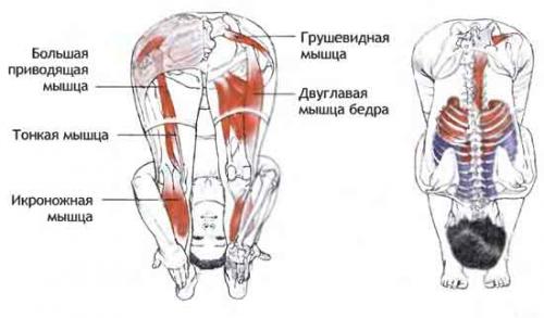 Падахастасана. 