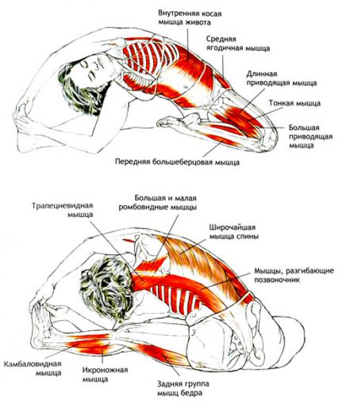 Паривритта Джану-ширшасана техника выполнения. Асана, которая делает жизнь приятнее — Джана Ширшасана