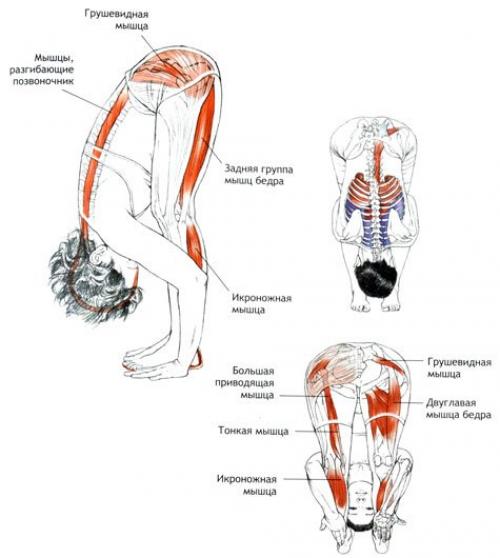 Уттанасана для роста. Уттанасана: разбираем наклон вперед стоя от А до Я